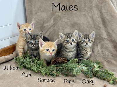 Adorable kittens!!