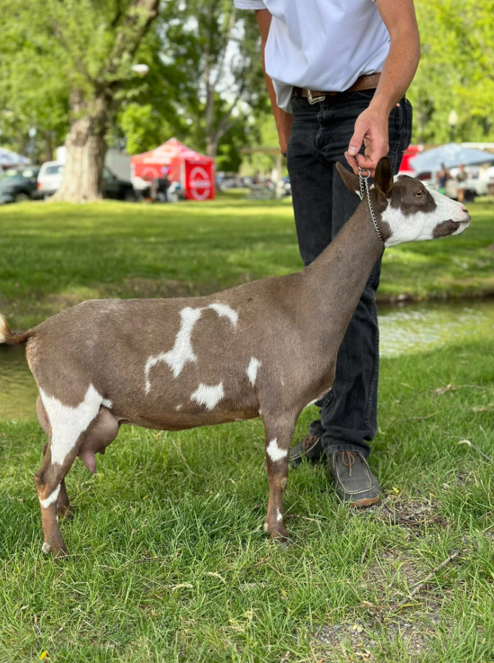 Registered Nigerian Dwarf Doe