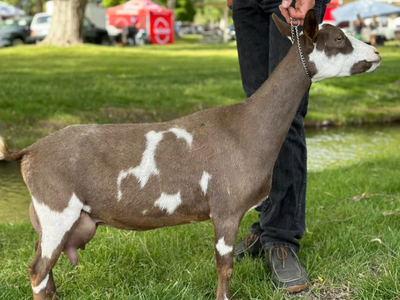 Registered Nigerian Dwarf Doe