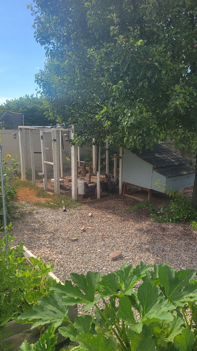 Chicken coop and run