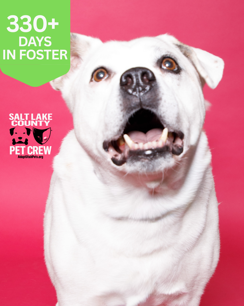A145677 Sylvester is Available for Adoption!