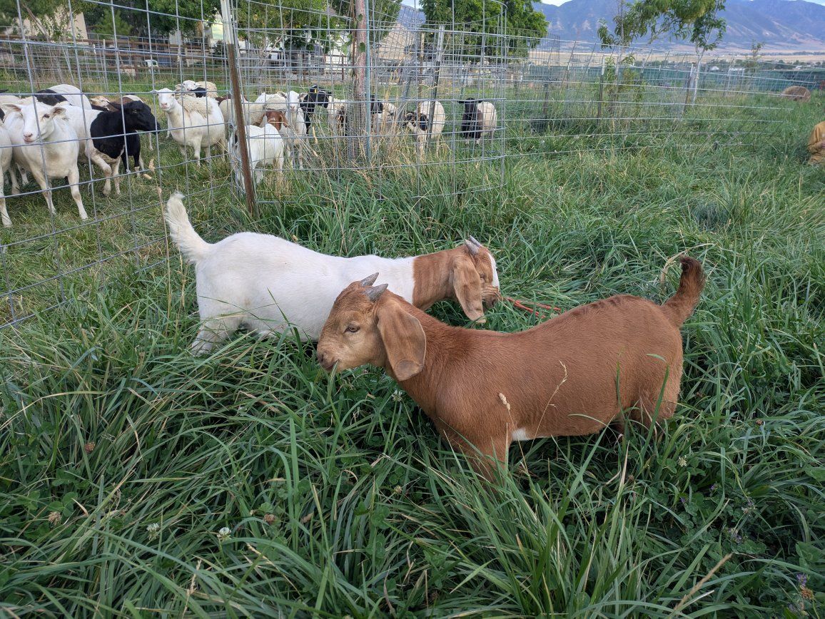 Boer bucklings