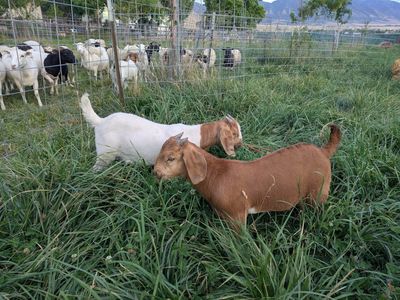 Boer bucklings
