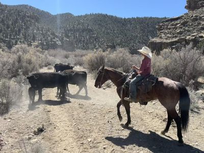13 Year Old Grade Roan Kids Ranch horse!