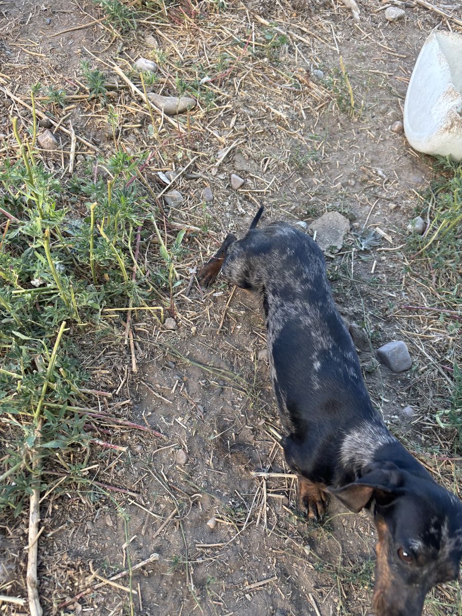 Dapple mini dachshund