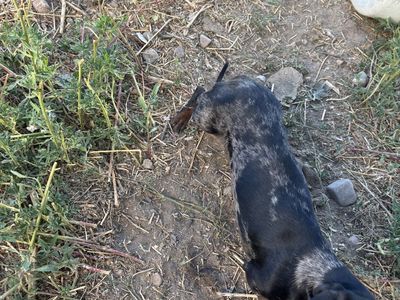 Dapple mini dachshund