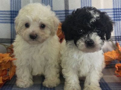 Super Cute! Curly Toy Poodle Puppies!