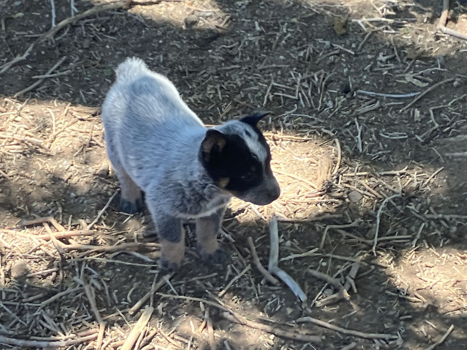 Blue Heeler
