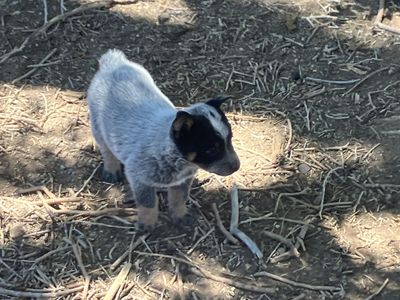 Blue Heeler