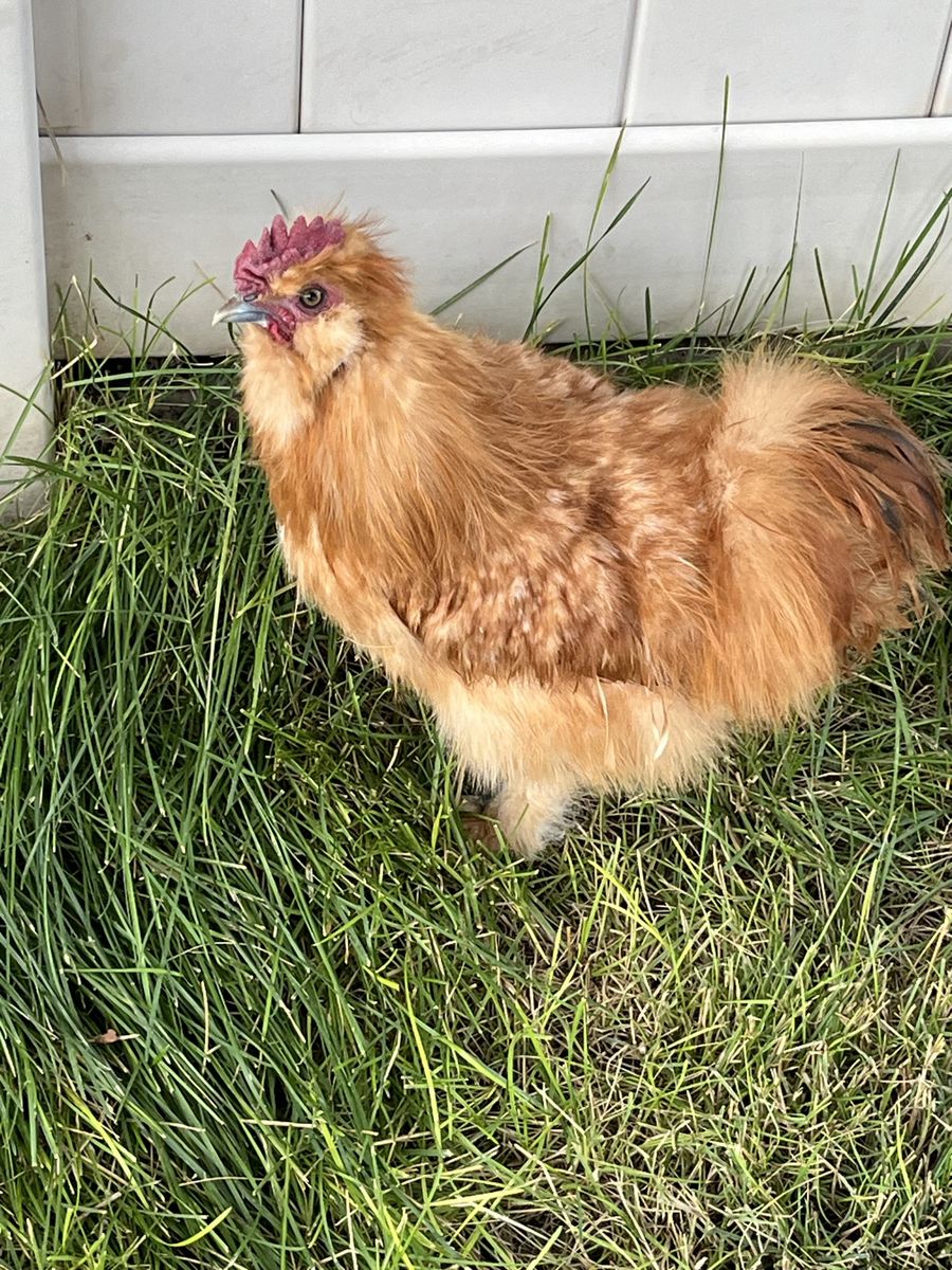 Silkie Roosters