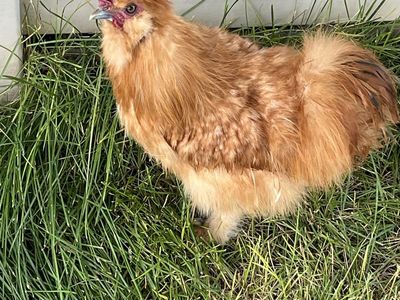 Silkie Roosters