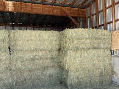 Great grass hay