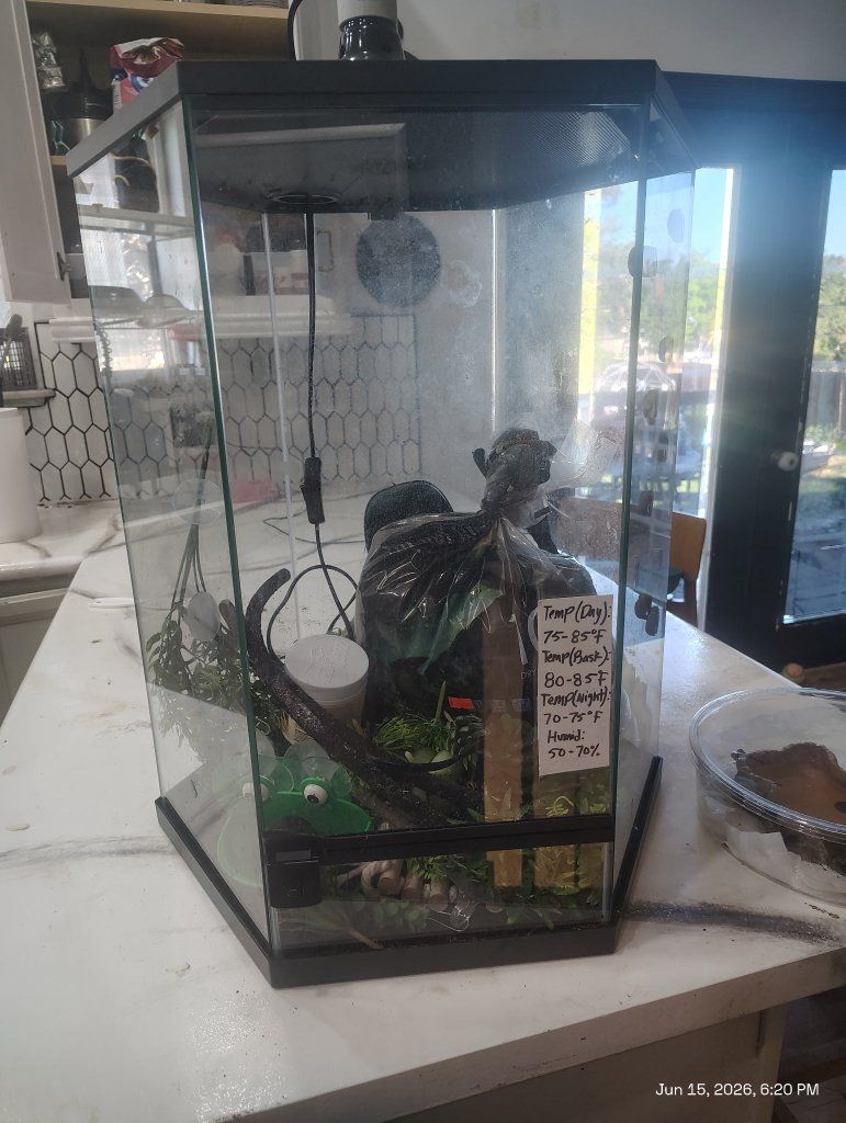 blue-eyed white tree frog with enclosure & accesso