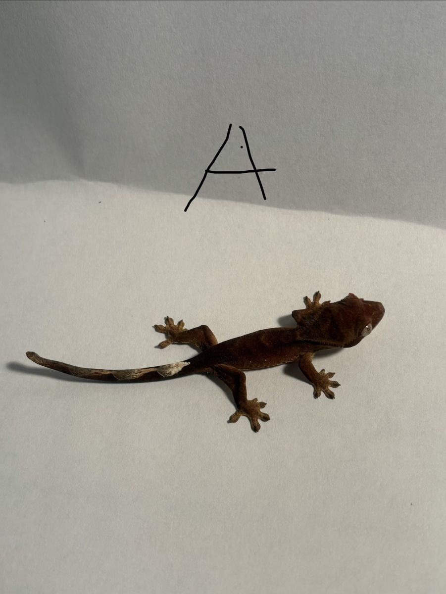 Juvenile crested geckos with small enclosure