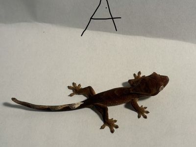 Juvenile crested geckos with small enclosure