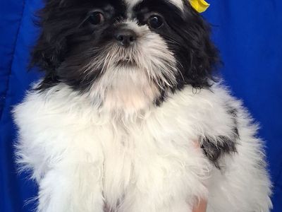 Shih Tzu puppies Female purebred