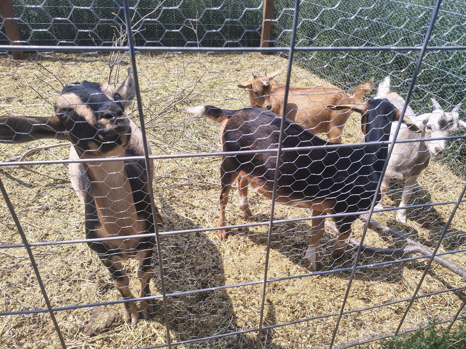 Goats 