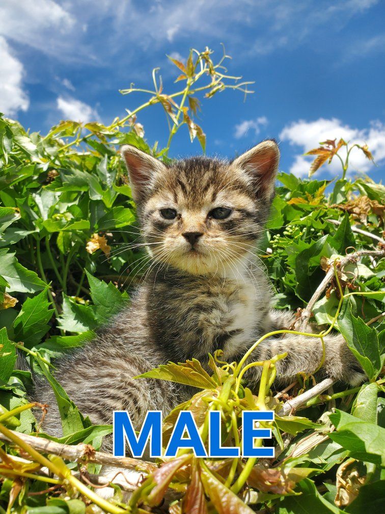 Kitten