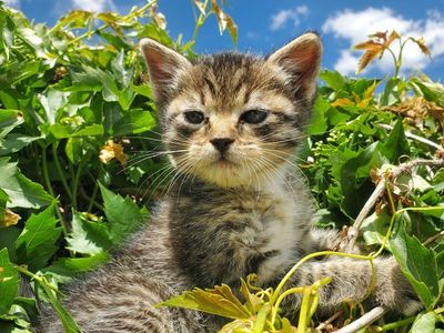 Kitten