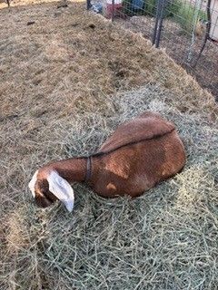4 year old female goat for sale
