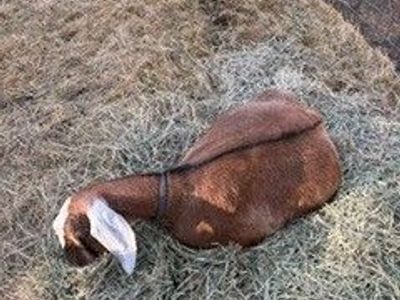 4 year old female goat for sale