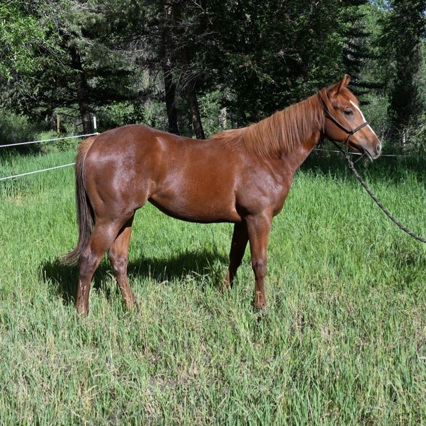 2025 MP Jet to the Sun Filly