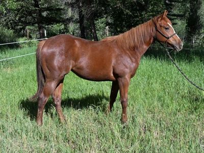 2025 MP Jet to the Sun Filly