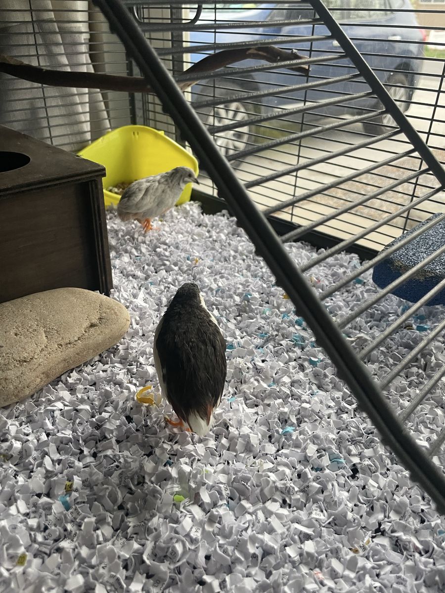 2 Male Button Quail
