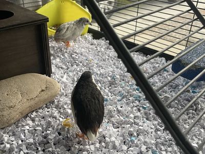 2 Male Button Quail