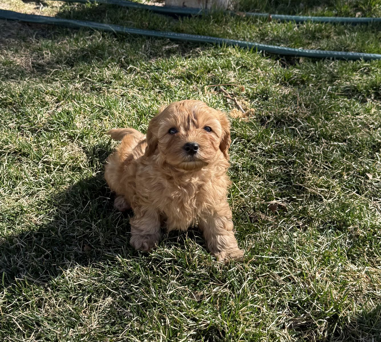 Cavapoo Puppies