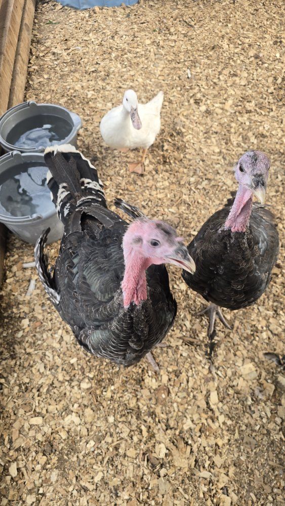Heritage Breed Turkeys and Chickens for Sale - Live Poultry