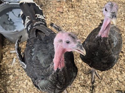 Heritage Breed Turkeys and Chickens for Sale - Live Poultry