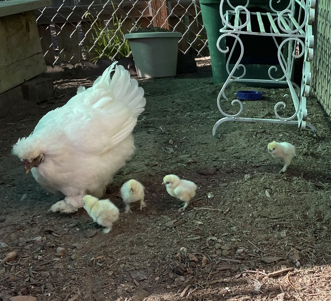 Coaching hen & 4 chicks