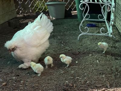 Coaching hen & 4 chicks