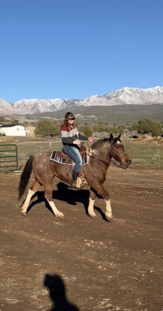 Seven Year-Old Gelding Paint