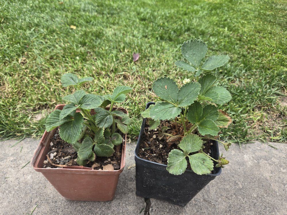 Strawberry starts