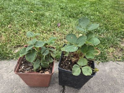 Strawberry starts