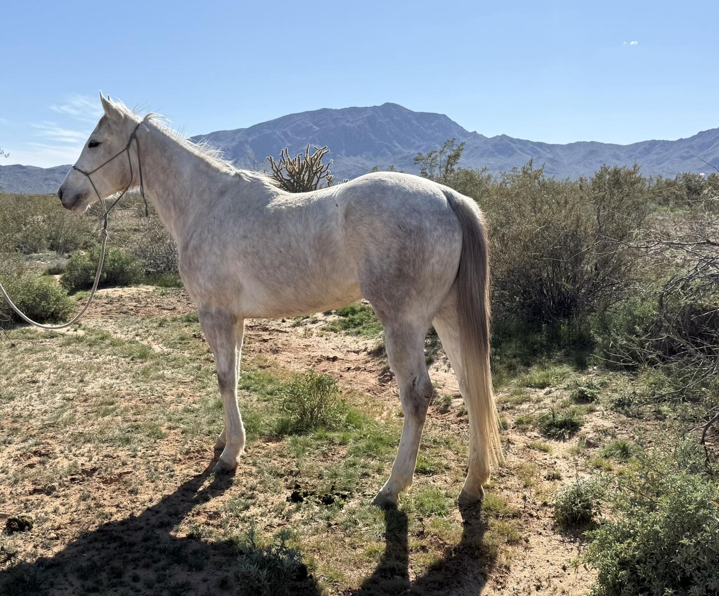 2022 AQHA Grey Mare