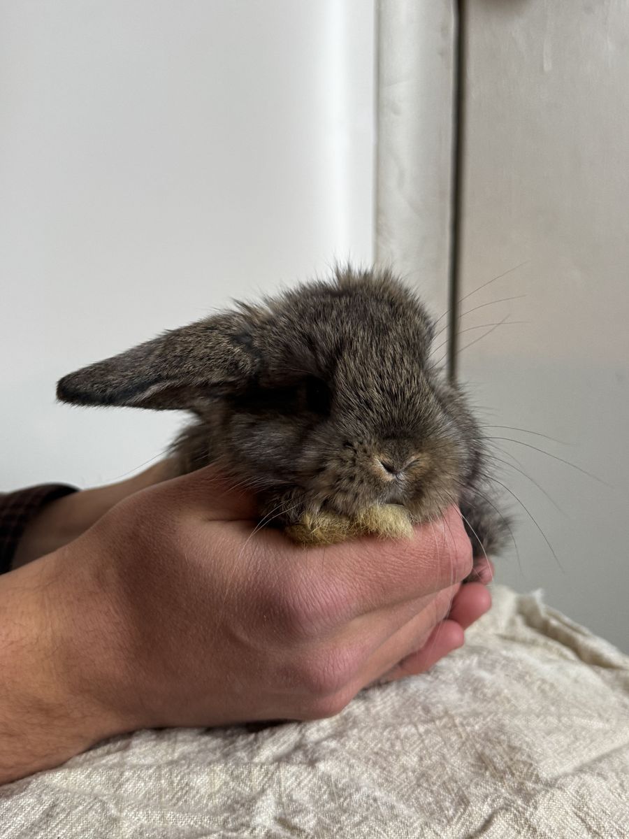 One Ear Holland Lop Bunny!