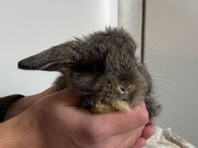 One Ear Holland Lop Bunny!