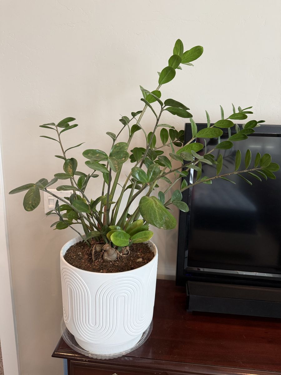 Potted ZZ Plant (Zamioculcas zamiifolia) in Decorative White Ceramic Planter