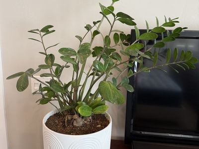 Potted ZZ Plant (Zamioculcas zamiifolia) in Decorative White Ceramic Planter