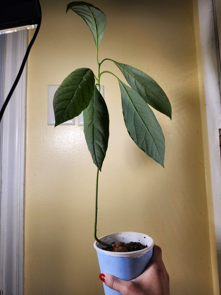 Avocado starter tree
