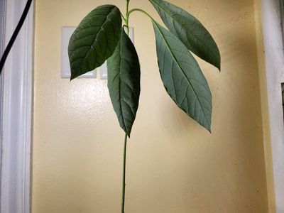 Avocado starter tree
