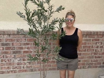 New. 7’ Large Artificial Olive Tree in White Pot