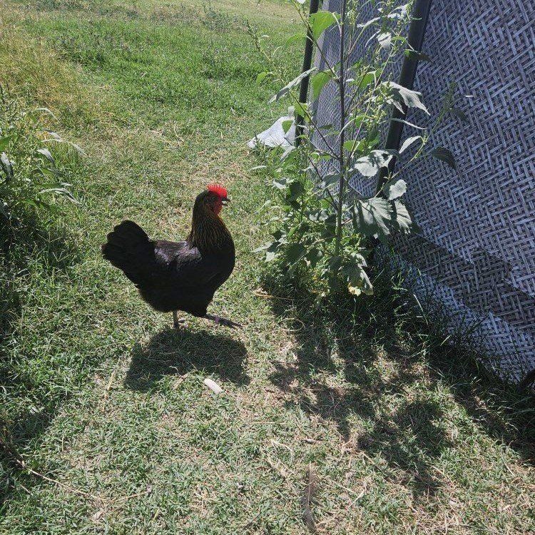 2 hens 