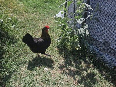2 hens