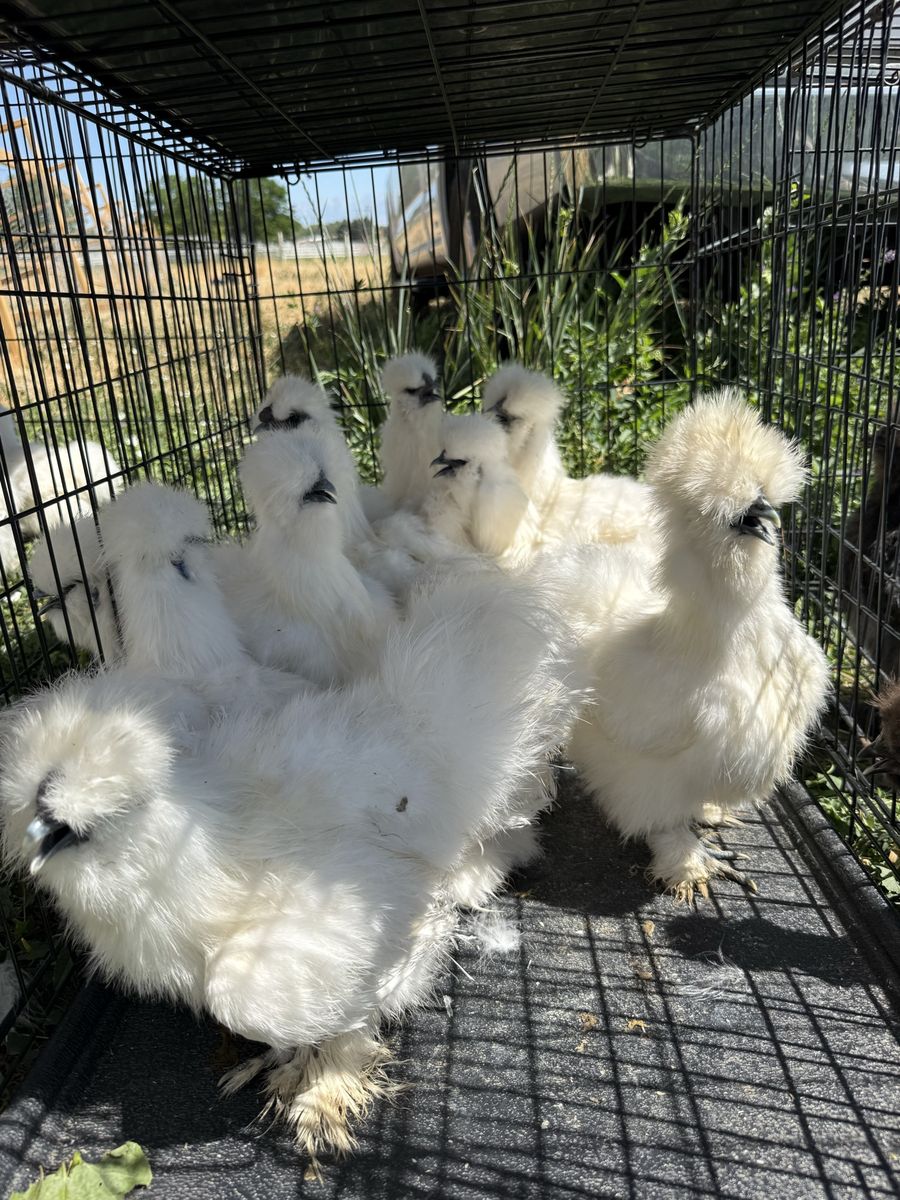 Free roosters