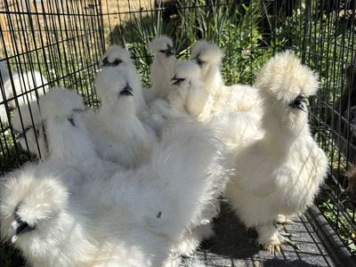 Free roosters