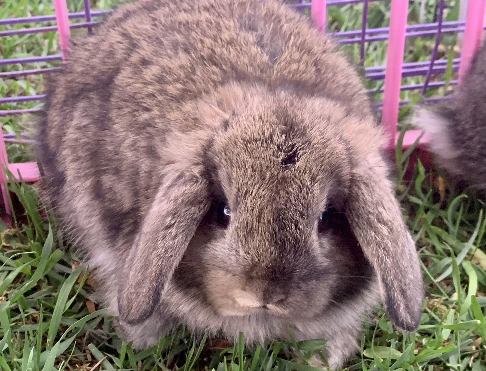 Darling Holland Lop Baby Bunnies Ready To Reserve